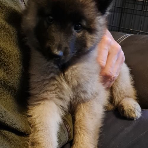 Magnifique chiot tervueren