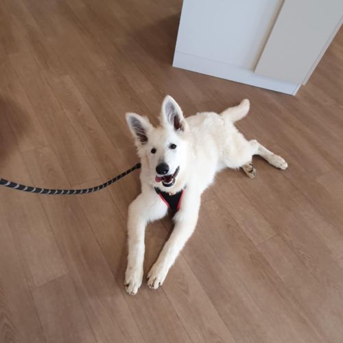 Jeune femelle berger blanc suisse