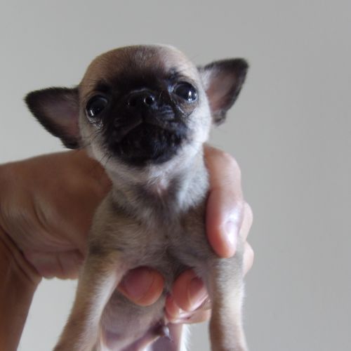 Chiot type chihuahua mini à vendre