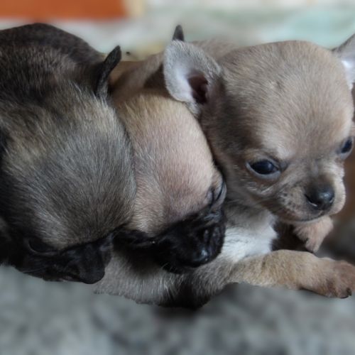 Chiot type chihuahua mini à vendre