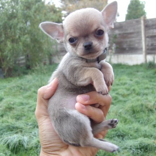 Chiot type chihuahua mini à vendre