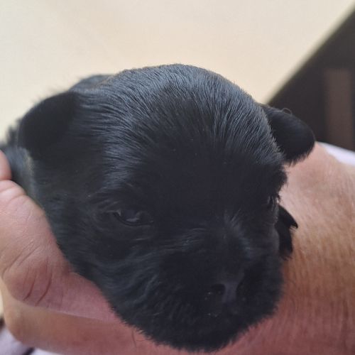 Les chiots affenpinscher lof à vendre