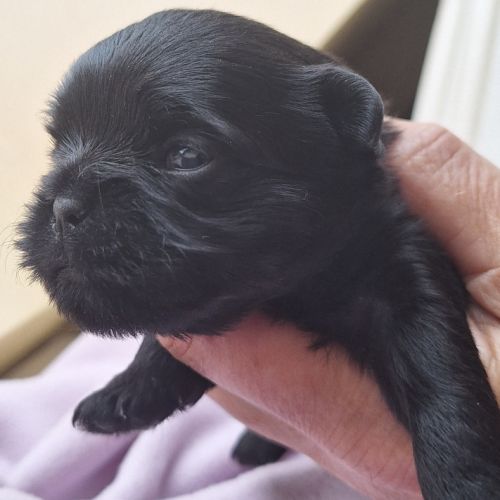 Les chiots affenpinscher lof à vendre