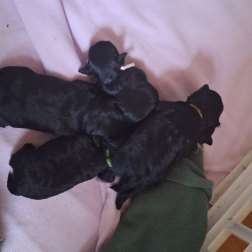 Les chiots affenpinscher lof à vendre