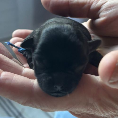 Les chiots affenpinscher lof à vendre