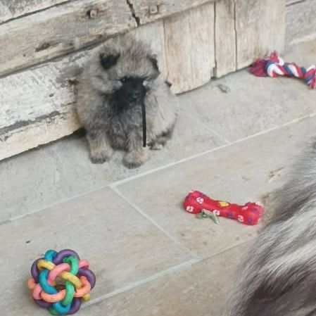 Magnifique portée lof de 8 spitz-loups