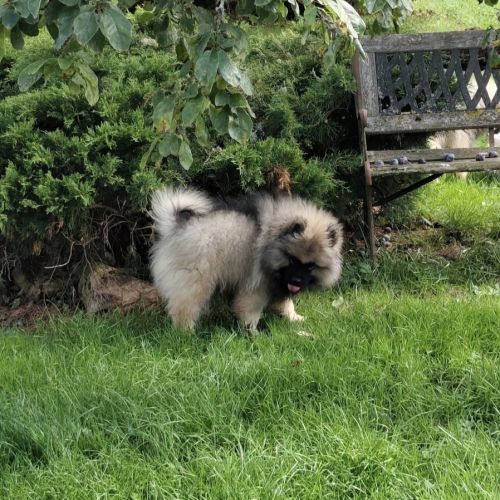 Magnifique portée lof de 8 spitz-loups