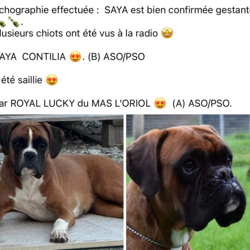 Chiots boxer inscrit au lof , excellente origines