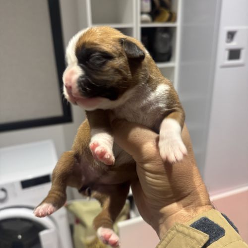 Chiots boxer inscrit au lof , excellente origines
