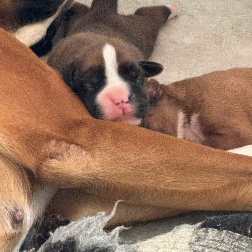 Chiots boxer inscrit au lof , excellente origines