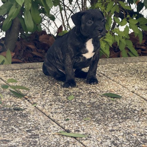 Chiot staffordshire bull terrier , staffie, lof