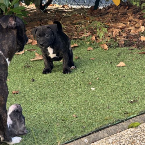 Chiot staffordshire bull terrier , staffie, lof