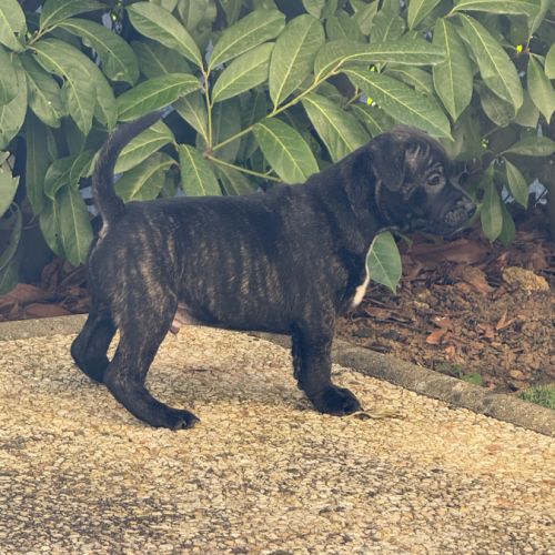 Chiot staffordshire bull terrier , staffie, lof