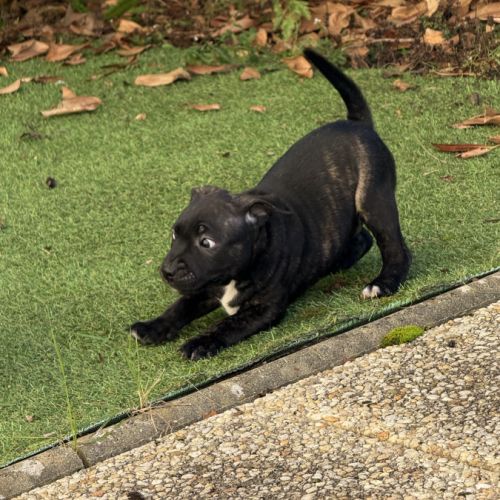 Chiot staffordshire bull terrier , staffie, lof