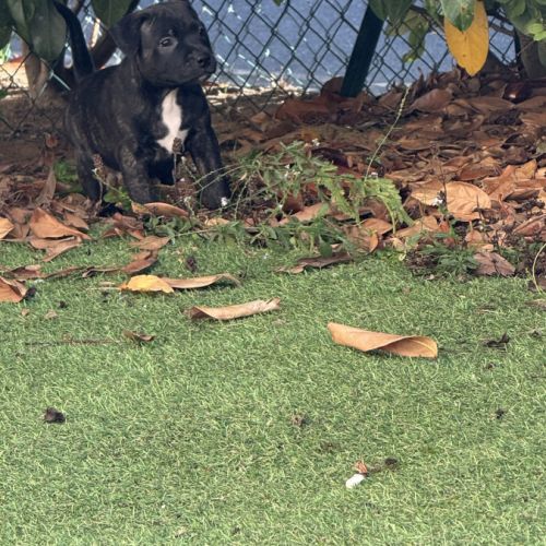 Chiot staffordshire bull terrier , staffie, lof