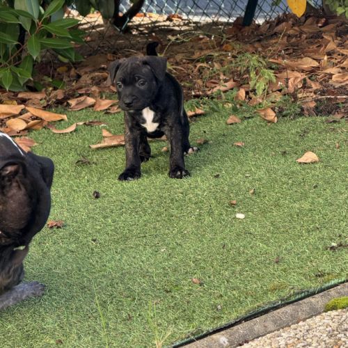 Chiot staffordshire bull terrier , staffie, lof