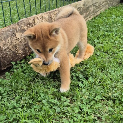 Shiba inu  mâles