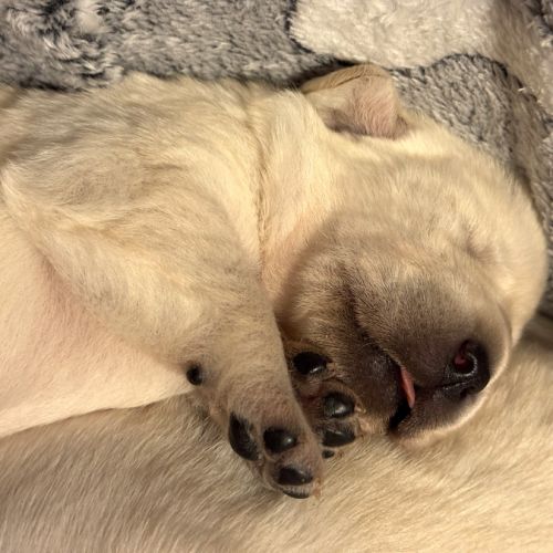 Vends chiots labrador lof