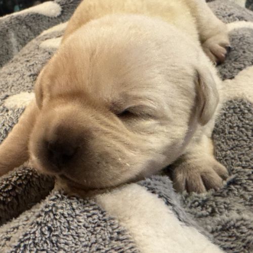 Vends chiots labrador lof