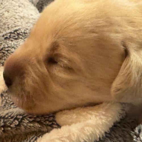 Vends chiots labrador lof