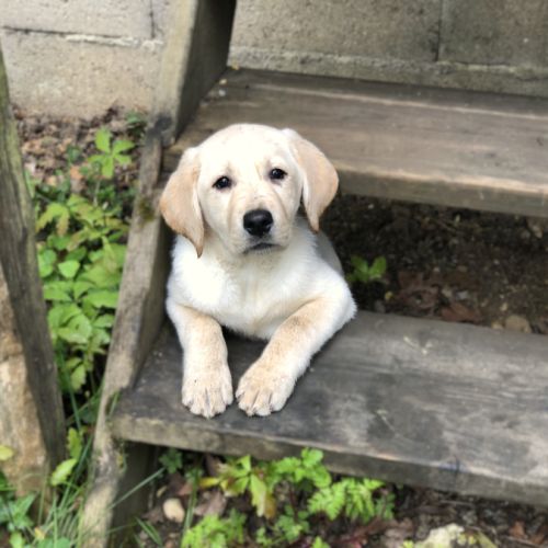 Vends chiots labrador lof