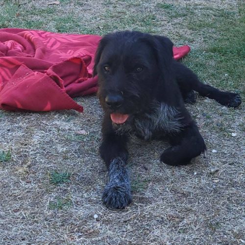 Vador mâle type griffon 1 an