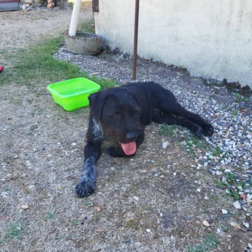 Vador mâle type griffon 1 an