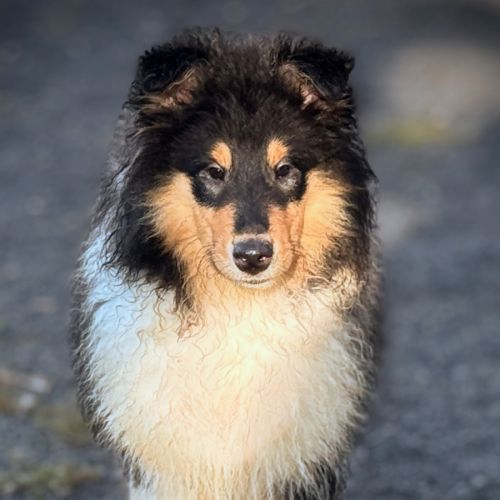 Deux chiots mâles colley poils long trico & fauve