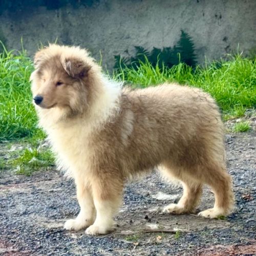 Deux chiots mâles colley poils long trico & fauve