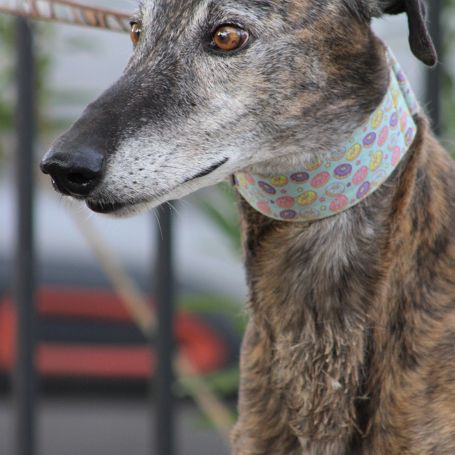 Romero,  tendre galgo sénior cherche une famille