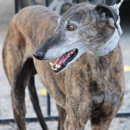 Romero,  tendre galgo sénior cherche une famille