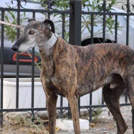 Romero,  tendre galgo sénior cherche une famille