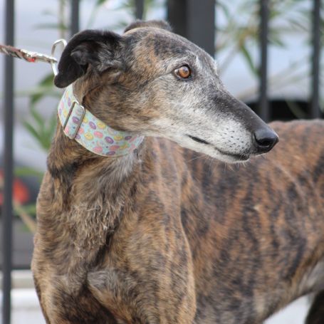 Romero,  tendre galgo sénior cherche une famille