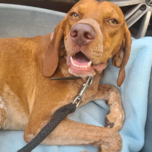 Unik mâle type pointer 2 ans