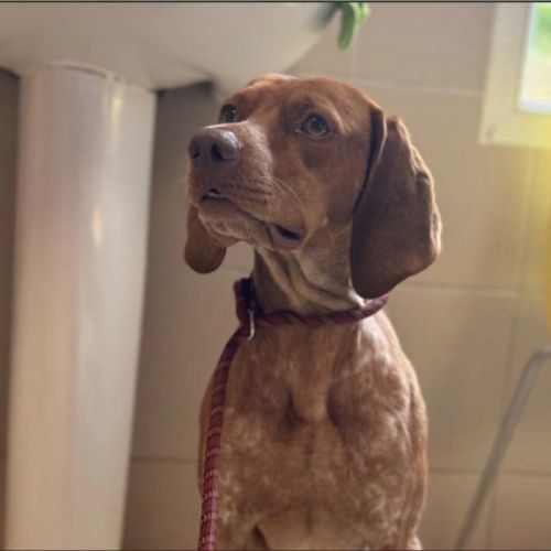 Unik mâle type pointer 2 ans