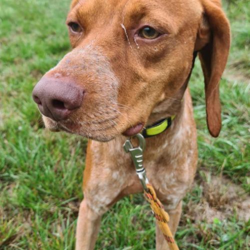 Unik mâle type pointer 2 ans