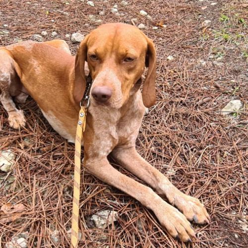 Unik mâle type pointer 2 ans