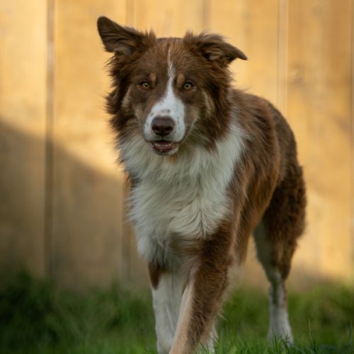 Thor mâle type border collie 3 ans
