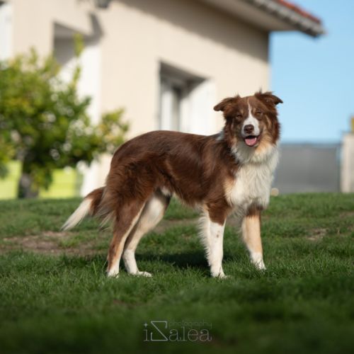 Thor mâle type border collie 3 ans