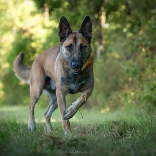 Tao berger belge malinois 3 ans