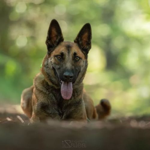 Tao berger belge malinois 3 ans