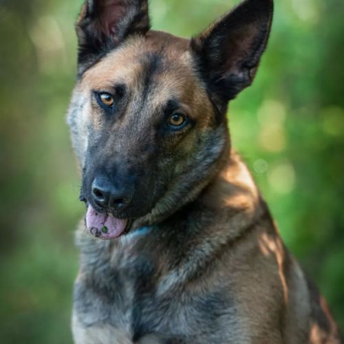 Tao berger belge malinois 3 ans