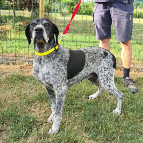 Rambo mâle braque 10 ans