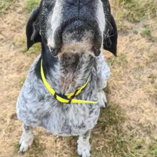 Rambo mâle braque 10 ans