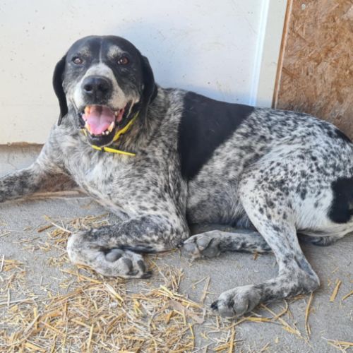 Rambo mâle braque 10 ans