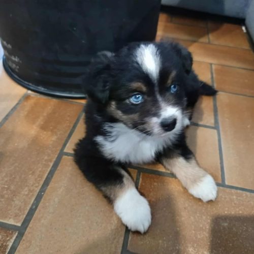 Berger américain miniature