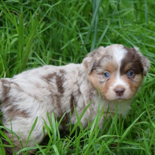 Chiots willyfriend lof