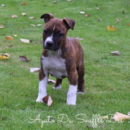 Chiots staffordshire terrier americain disponible
