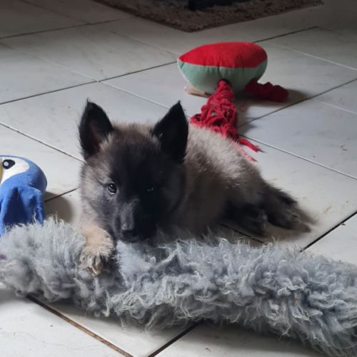 Magnifique chiot tervueren