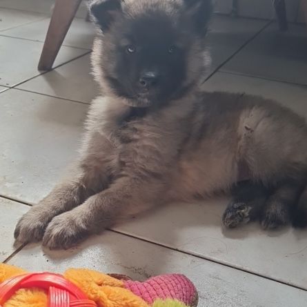 Magnifique chiot tervueren